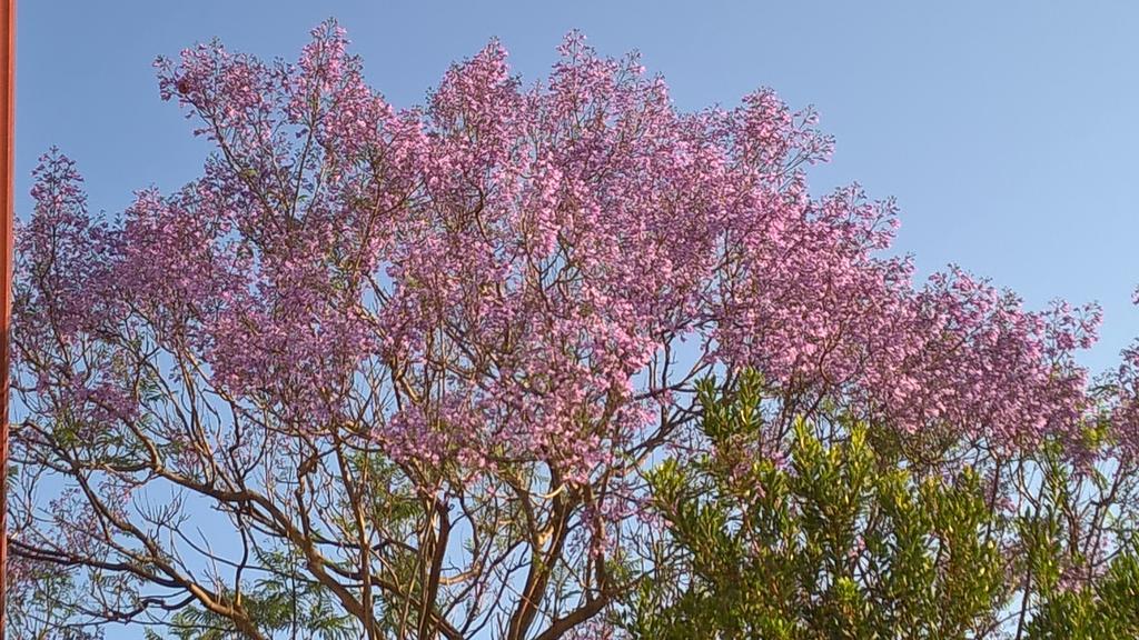 La Jacaranda Sant'Antioco Ngoại thất bức ảnh
